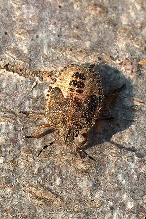 ninfa Dolycoris baccarum